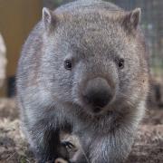 Wow..!   Wombat..!