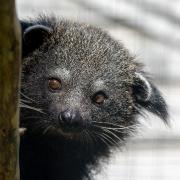 Bye-Bye Baby Binturongs...