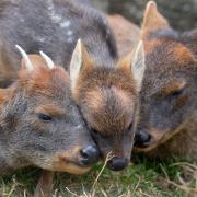 Pudu off to new homes...