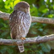 Yet Another 'First' for Hamerton Zoo Park...