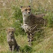 Cheetahs moving Fast...