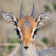 Dik-Dik Arrives...