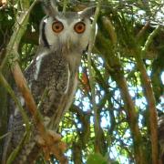 Owl Awareness Day