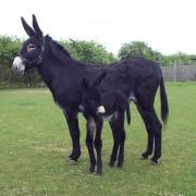 New Baby Donkey is Rarer than a Panda...