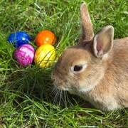 Weekend Easter Egg Hunt 