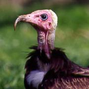 Vulture Awareness Day Saturday 6th Sep!