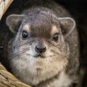 Hyraxes Arrive...