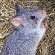 Tiny Kangaroos...