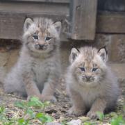 Lynx Kittens...