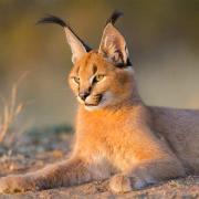 Caracals Down-Under...