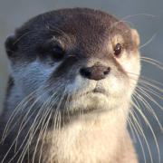 Welcome to our new Otter..