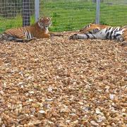 Tiger Matchmaking..