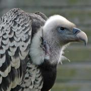Vulture Migration...
