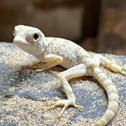 Baby Geckos...