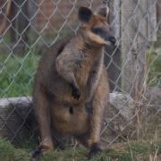 Wonderful Wallabies...