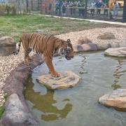 New Tiger Enclosure Opens..