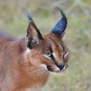 Caracals...