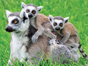 Lemurs